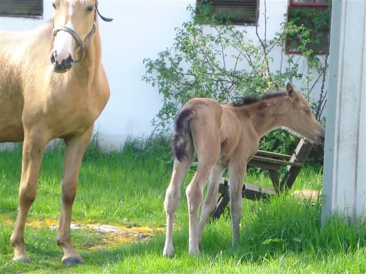 DSP Anemone Wales / solgt - Hva er det?? billede 5