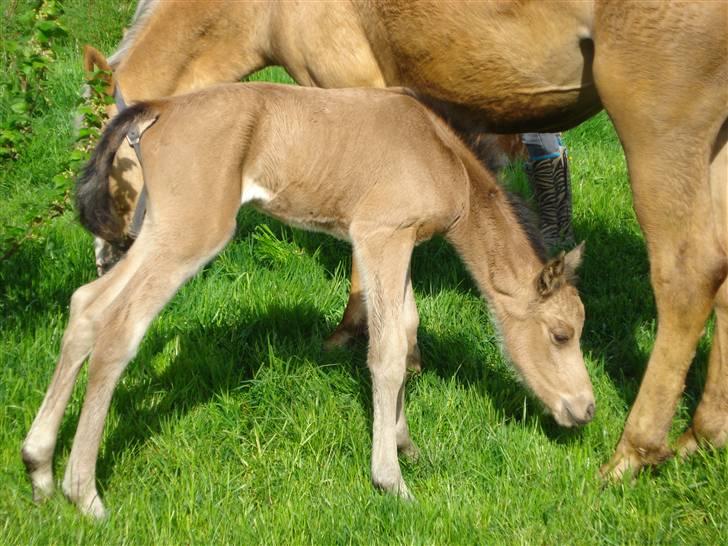 DSP Anemone Wales / solgt billede 6