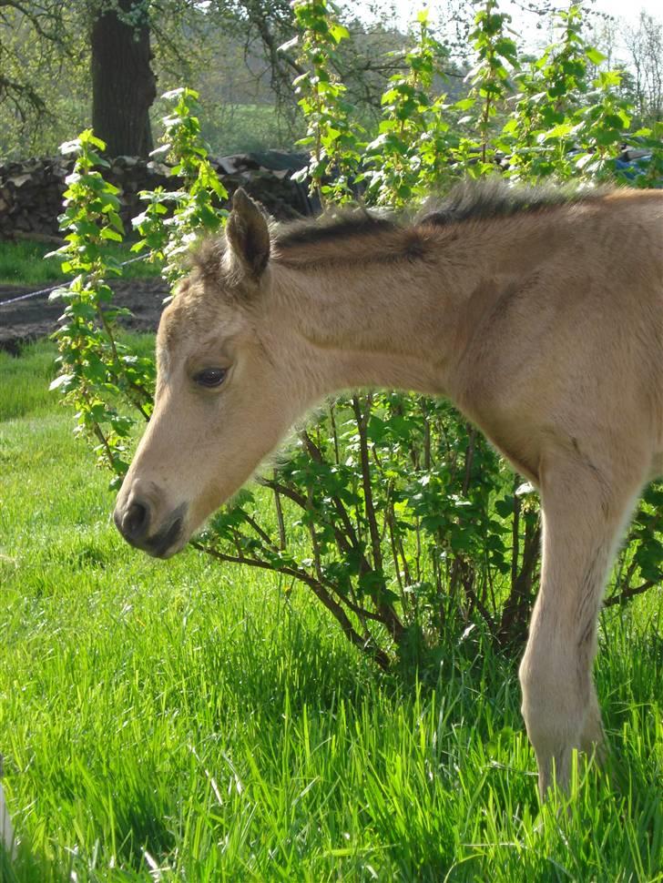 DSP Anemone Wales / solgt billede 7