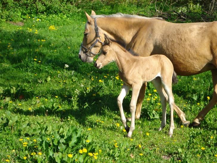DSP Anemone Wales / solgt billede 8