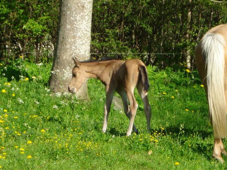 DSP Anemone Wales / solgt billede 9