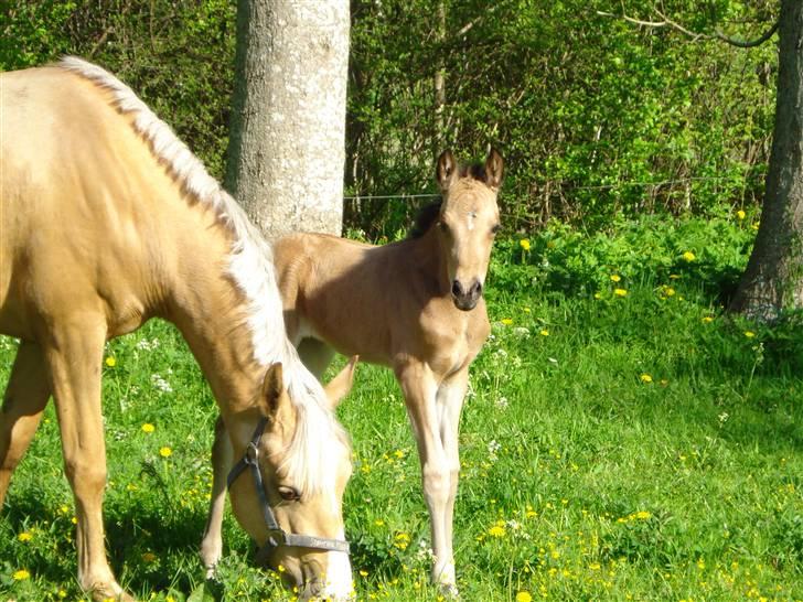 DSP Anemone Wales / solgt billede 10