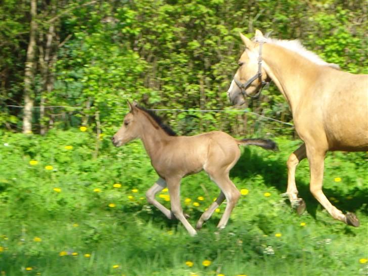 DSP Anemone Wales / solgt billede 11