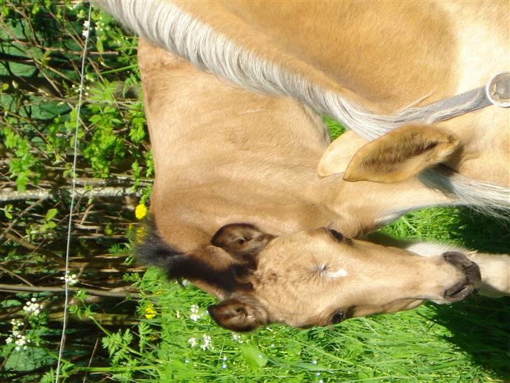 DSP Anemone Wales / solgt billede 12