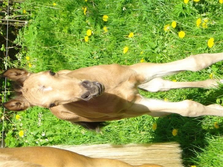 DSP Anemone Wales / solgt billede 13