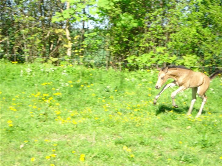 DSP Anemone Wales / solgt - Hehe(:<3 billede 14