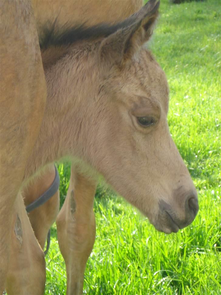 DSP Anemone Wales / solgt - Og så Går vi bare.. Hehe hun forsatte under Elviras mave(:<3 billede 15