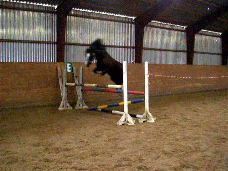 Anden særlig race |fenja| - {2}løsspring. billede 2