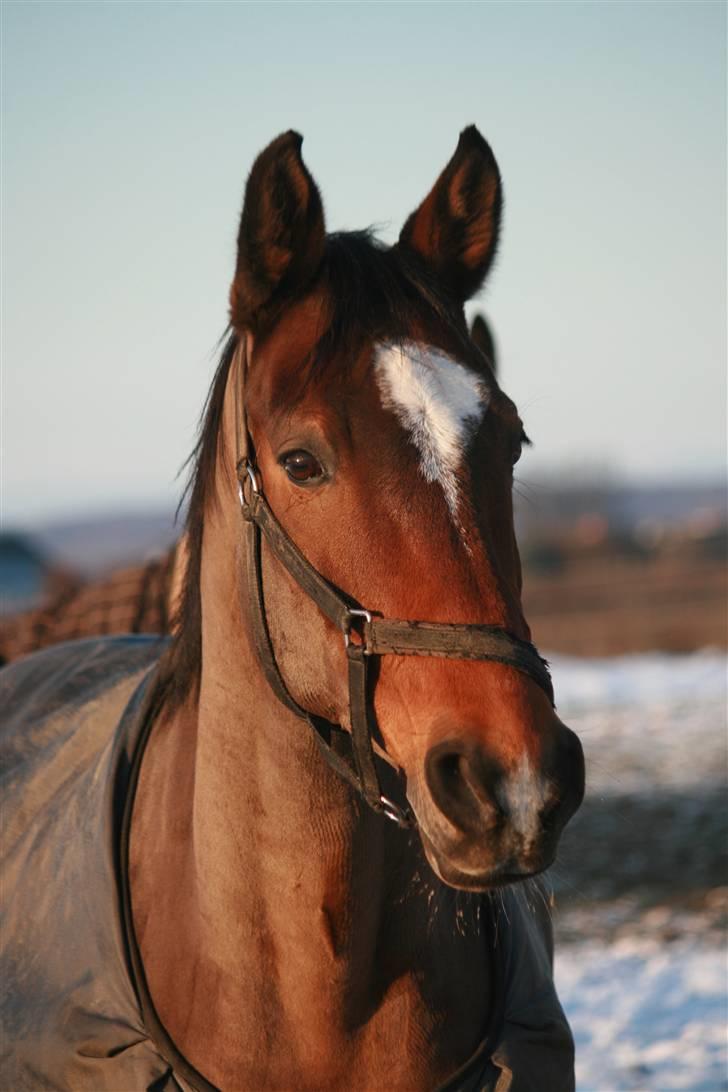 Holstener Quincy - Foto: Pernille Carlsen billede 17