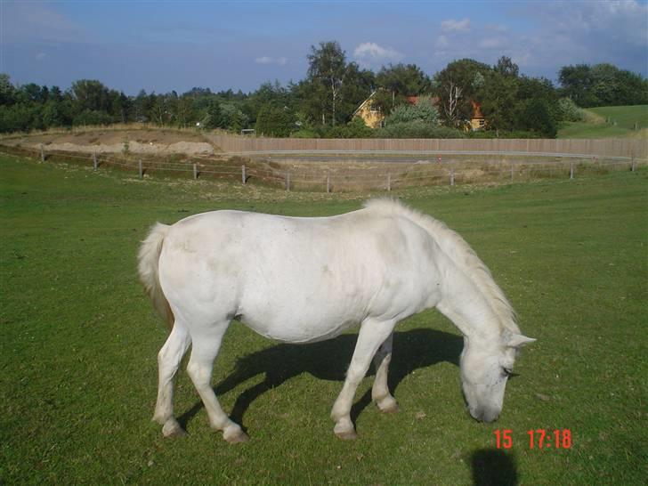 Anden særlig race Hopsa elsket og savnet billede 13