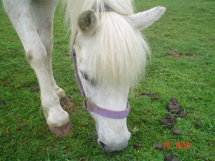 Anden særlig race Hopsa elsket og savnet billede 14