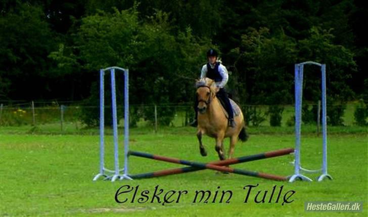 Fjordhest Tulle - Springer på Tulle billede 17