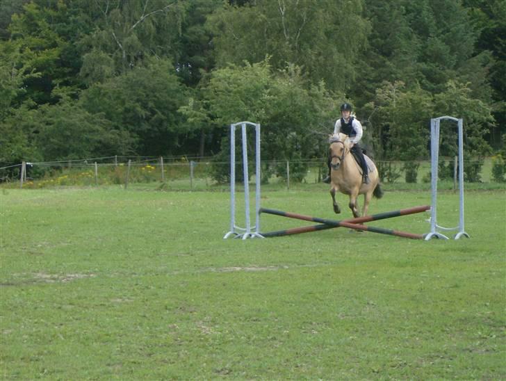 Fjordhest Tulle - :-D billede 18