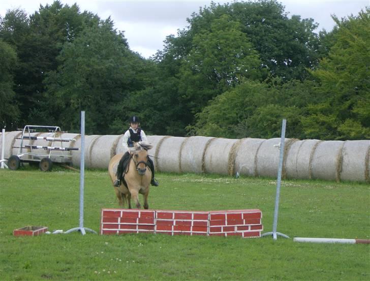 Fjordhest Tulle - springer en mur:-) billede 19