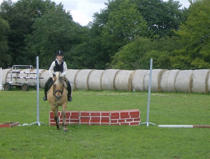 Fjordhest Tulle - vi er da gode billede 20