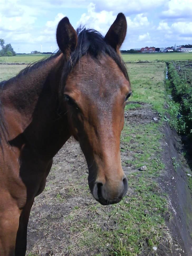 New Forest Lundgaards Cointreau billede 12