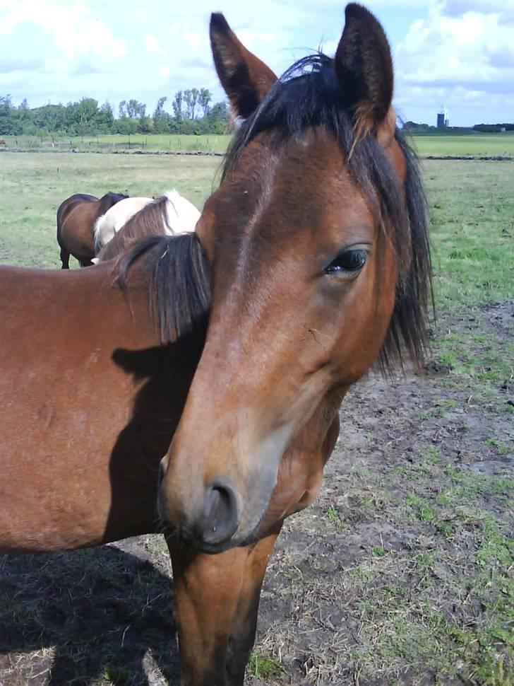 New Forest Lundgaards Cointreau billede 13