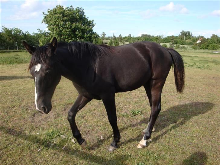 Dansk Varmblod Mazy *Solgt* billede 13