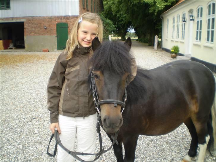 Shetlænder Daytripper - Mig og Daytripper. billede 13