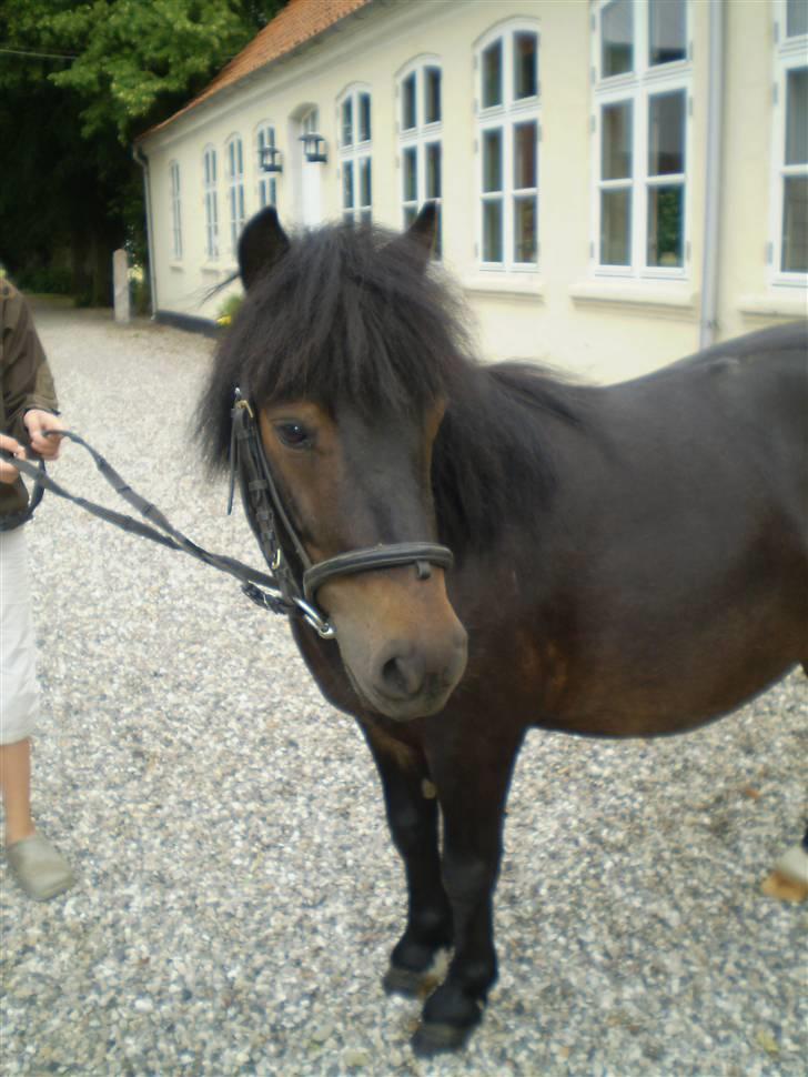 Shetlænder Daytripper - Smukke Dayti står til model. billede 14