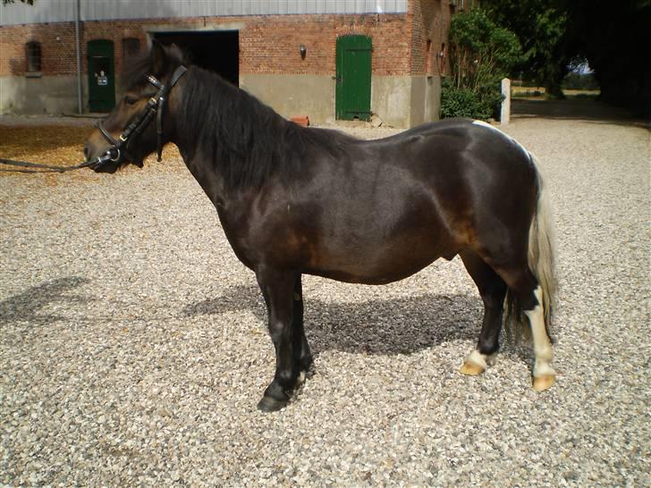 Shetlænder Daytripper - Smukke Dayti står til model. billede 15