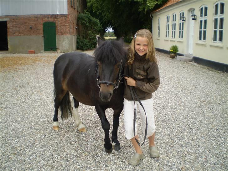 Shetlænder Daytripper - Mig og smukke Dayti. billede 16