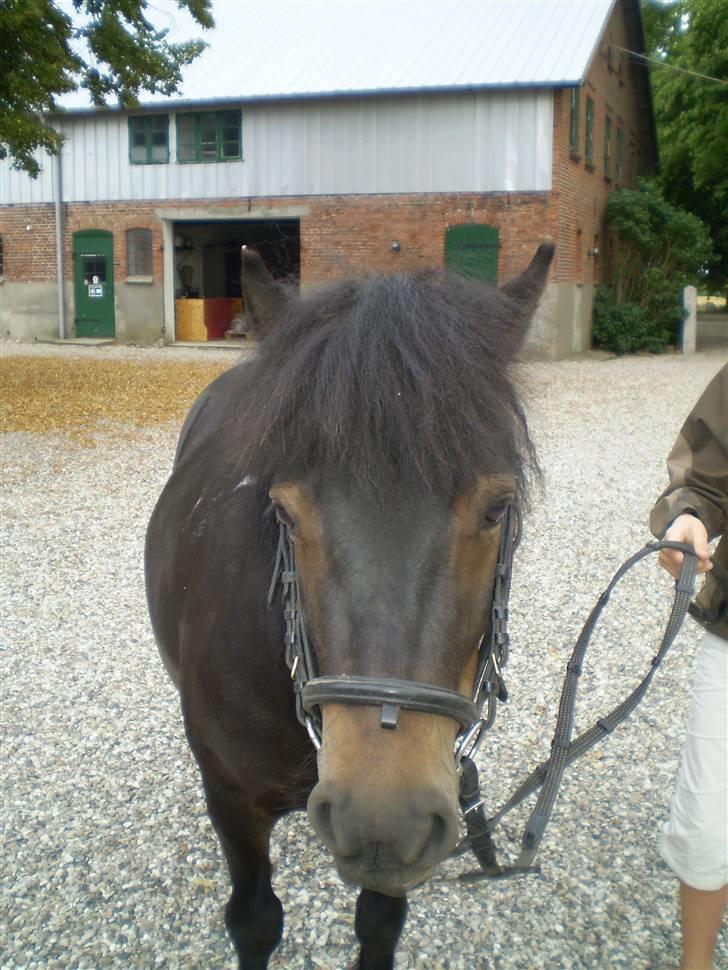 Shetlænder Daytripper - Smukke Dayti`s hovede. billede 17