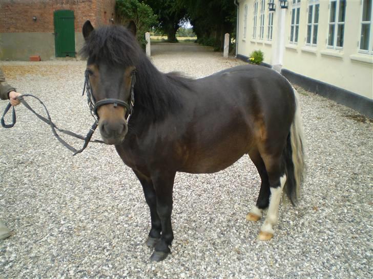 Shetlænder Daytripper - Smukke Dayti står til model. billede 18