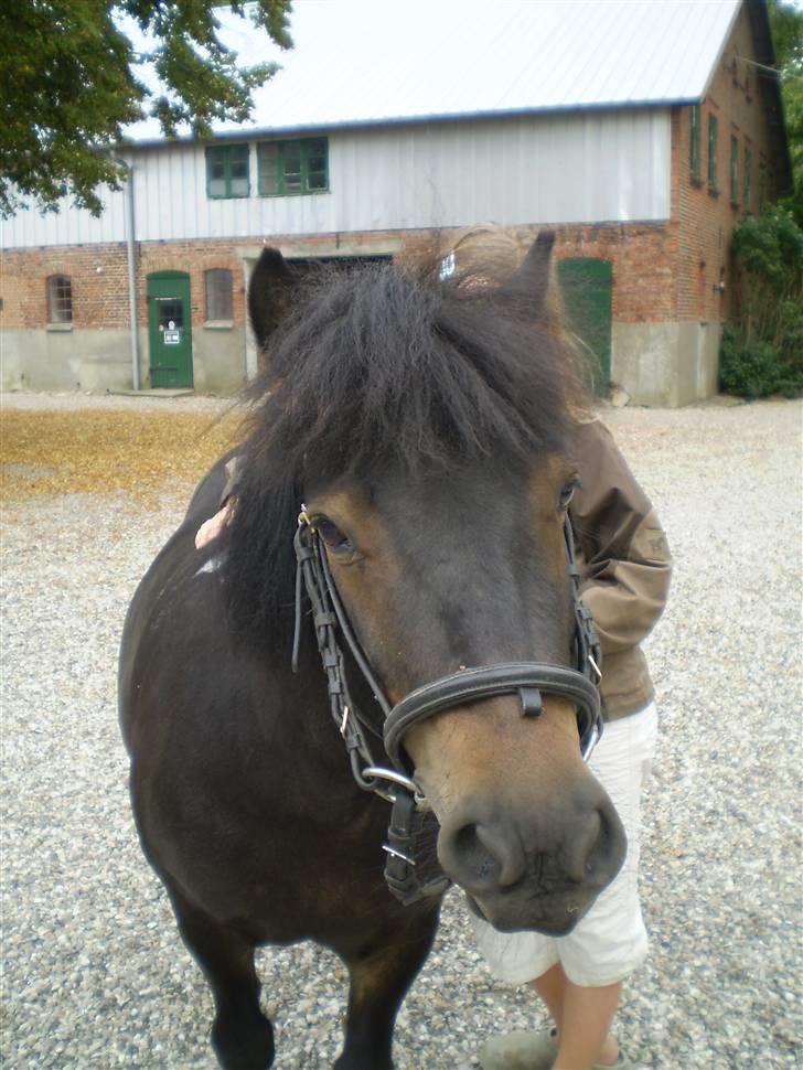 Shetlænder Daytripper - Smukke Dayti`s hovede. billede 19