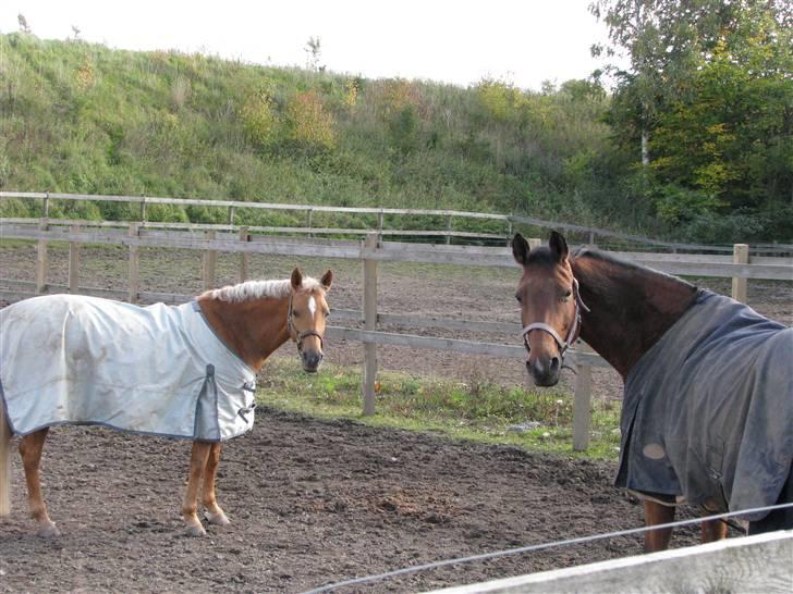 Hollandsk Sportspony Paula SOLGT - Paula og hendes foldveninde Pigalop billede 19