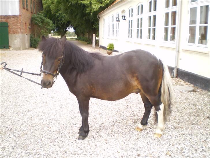 Shetlænder Daytripper - Smukke Dayti i solskin. billede 20