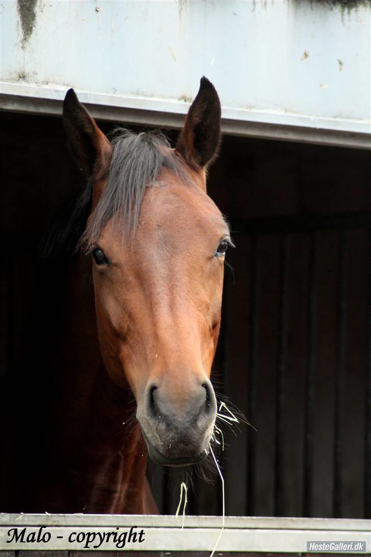 Dansk Varmblod Heinsgårdens Lavita RDH - Lavita i boksen Juli 08 billede 17