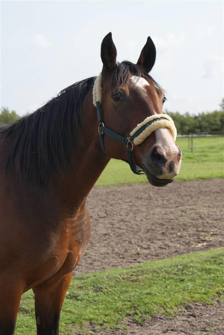 Hannoveraner | Kærslunds Chanel - 7/ Taget d. 15-07-2008 - Chanel som kigger efter en flyver på himlen <3 billede 7