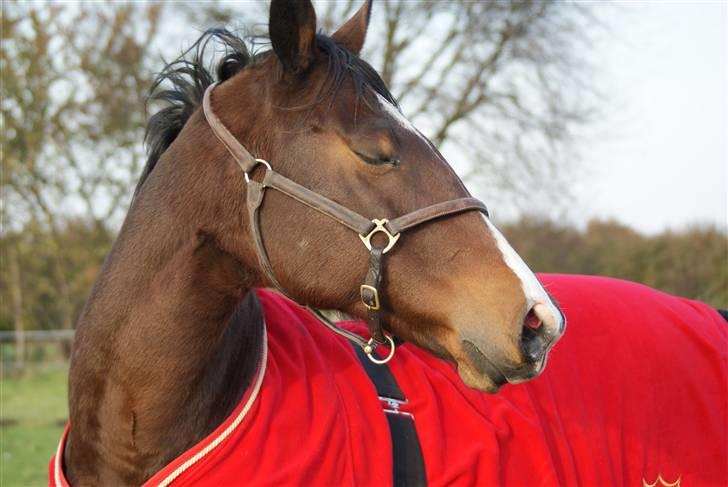 Hannoveraner | Kærslunds Chanel - 8/ Taget d. 23-10-2008 billede 8