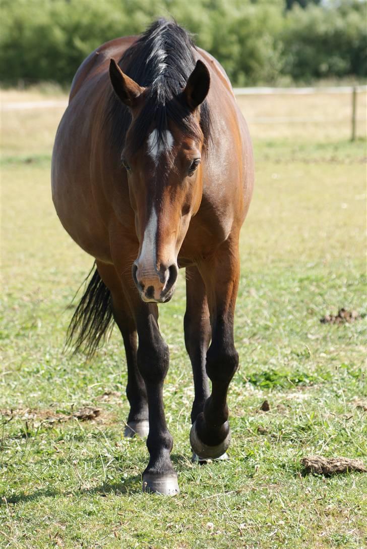 Hannoveraner | Kærslunds Chanel - 9/ Taget d. 17-06-2008 billede 9