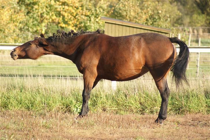 Hannoveraner | Kærslunds Chanel - 10/ Taget d. 14-10-2008 billede 10