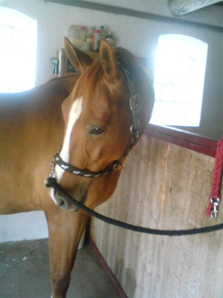 Palomino Lady - SOLGT :'(  - Hvad sker der udenfor..?! billede 15