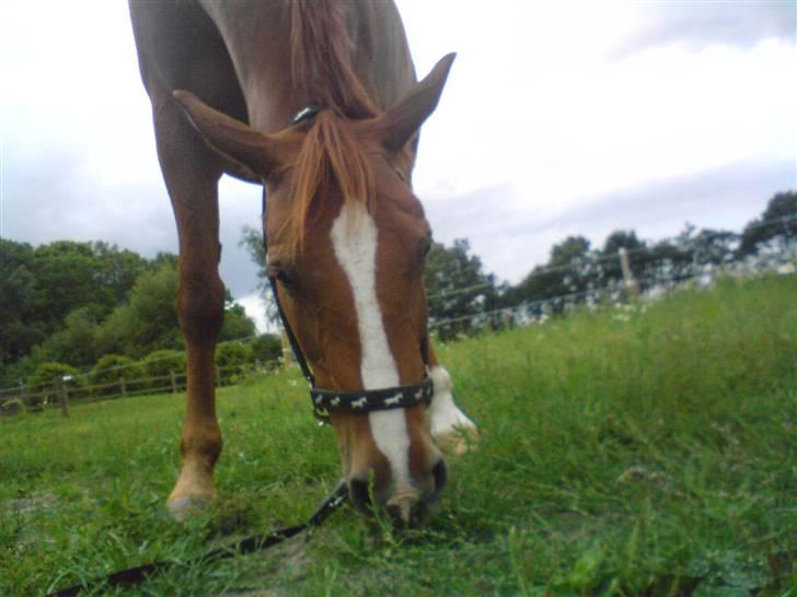 Palomino Lady - SOLGT :'(  - Søde lille lady der er ved at spise græs... billede 16