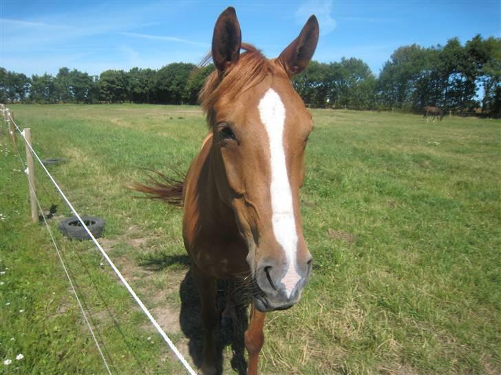 Palomino Lady - SOLGT :'(  - Søde lille Lady hyp <3 :b billede 17