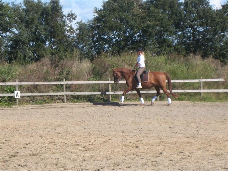 Palomino Lady - SOLGT :'(  - Lady :P<3 billede 18