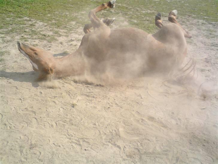 Palomino Lady - SOLGT :'(  - Søde tykke hest :* billede 19