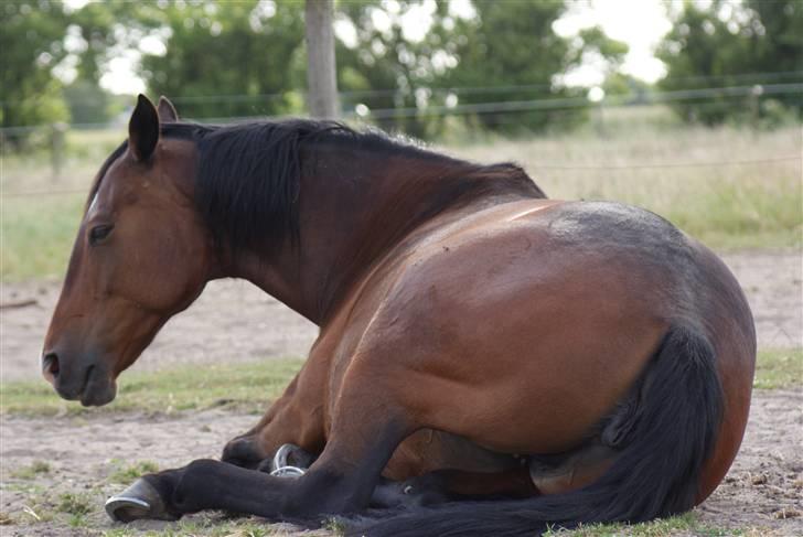 Hannoveraner | Kærslunds Chanel - 11/ Taget d. 13-06-2008 billede 11