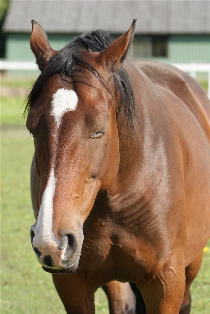 Hannoveraner | Kærslunds Chanel - 12/ Taget d. 08-09-2008 billede 12