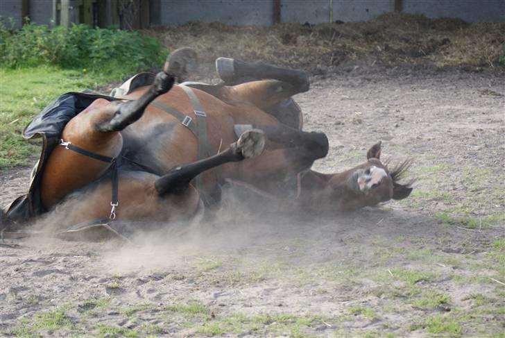 Hannoveraner | Kærslunds Chanel -  13/ Taget d. 16-09-2008 billede 13