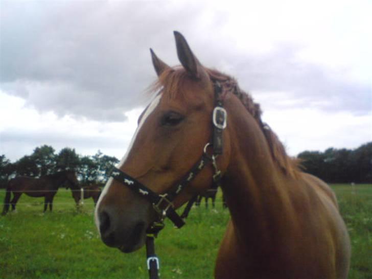 Palomino Lady - SOLGT :'(  - Lady der er på vej ud på fold... billede 20