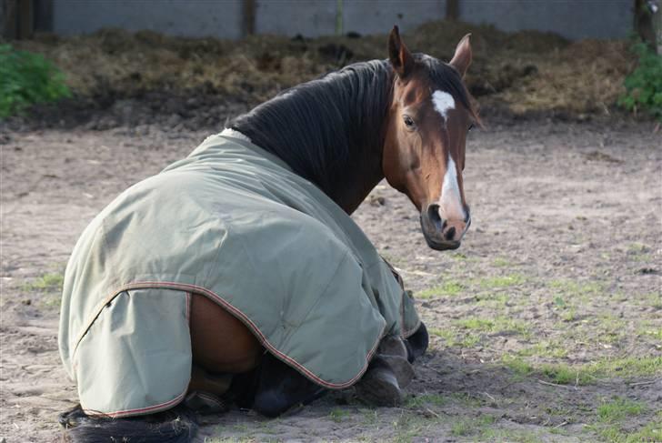 Hannoveraner | Kærslunds Chanel - 15/ Taget d. 16-09-2008 billede 15