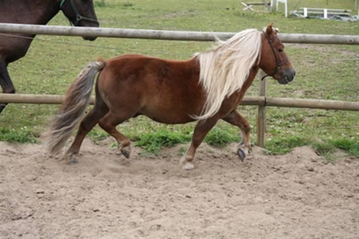 Shetlænder skovlunden´s aki(solgt) billede 7