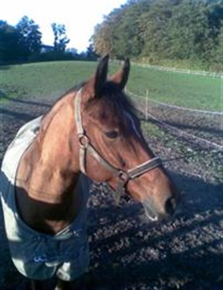 Anden særlig race Indy Boy Lærkebo Wonderboy - Vinter 2008, på fold. Foto: Mig billede 7