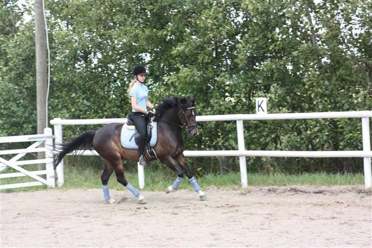 Anden særlig race Mr. Malle - Galop d. 14-07-08 billede 11