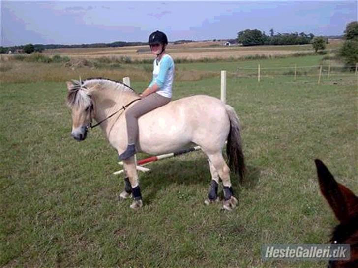 Fjordhest Freja <3 ILU (: billede 11